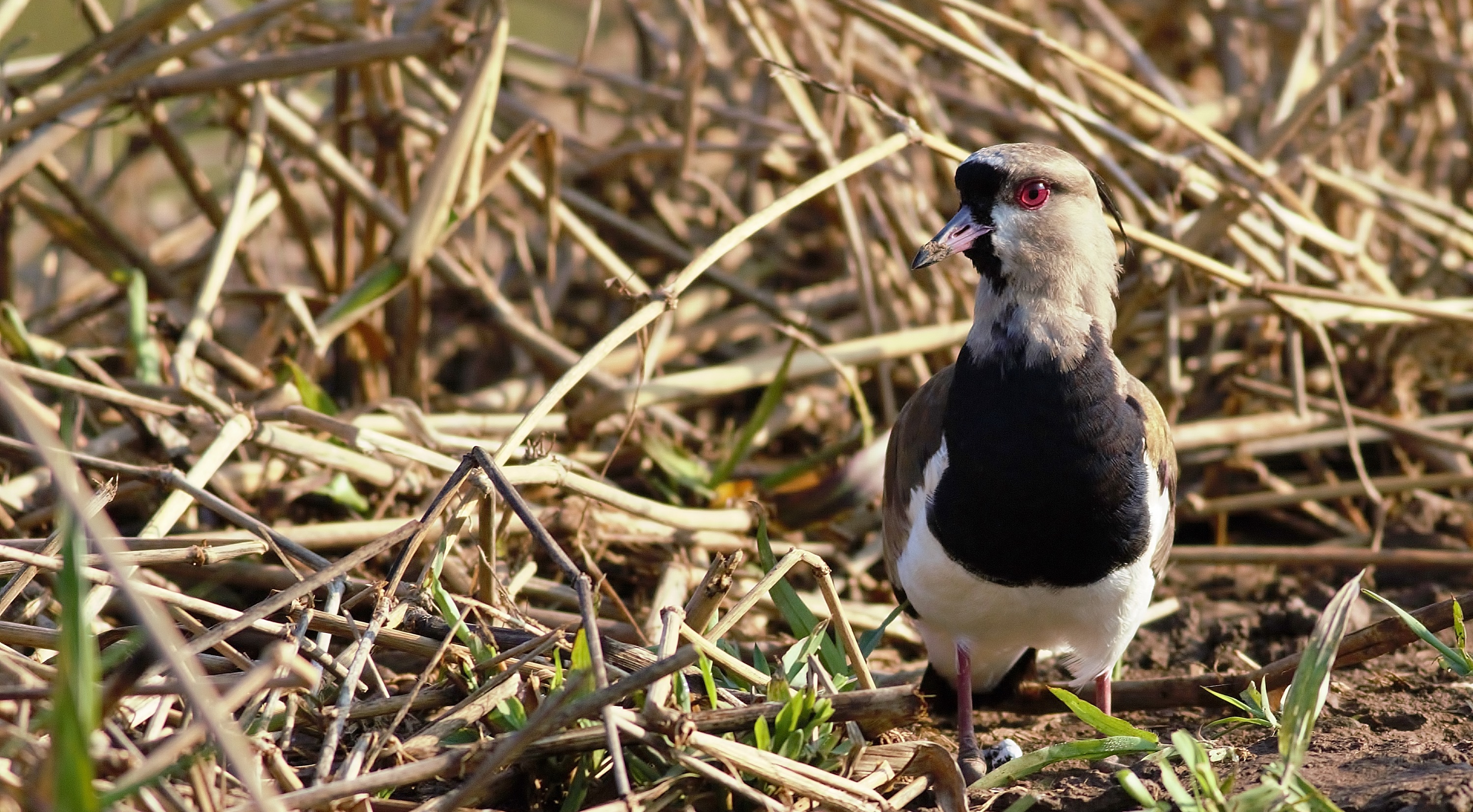 Southern Lapwing